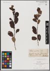 Foto von Salix aurita L.